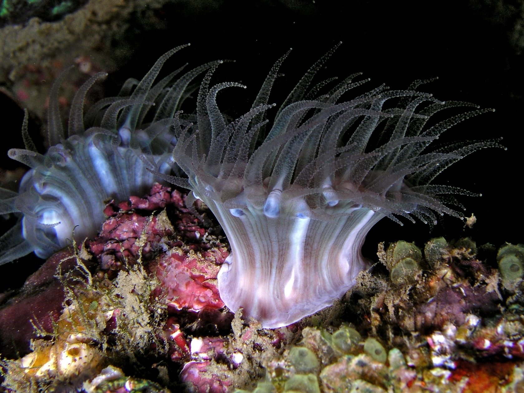 Представитель Семейства Nemanthidae